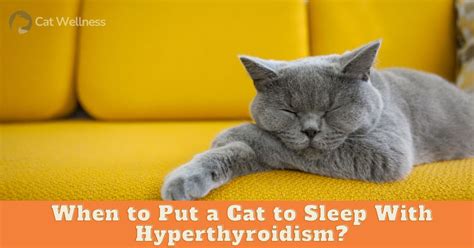 rfid tags and thyroid in cats|When to Put a Cat With Hyperthyroidism to Sleep .